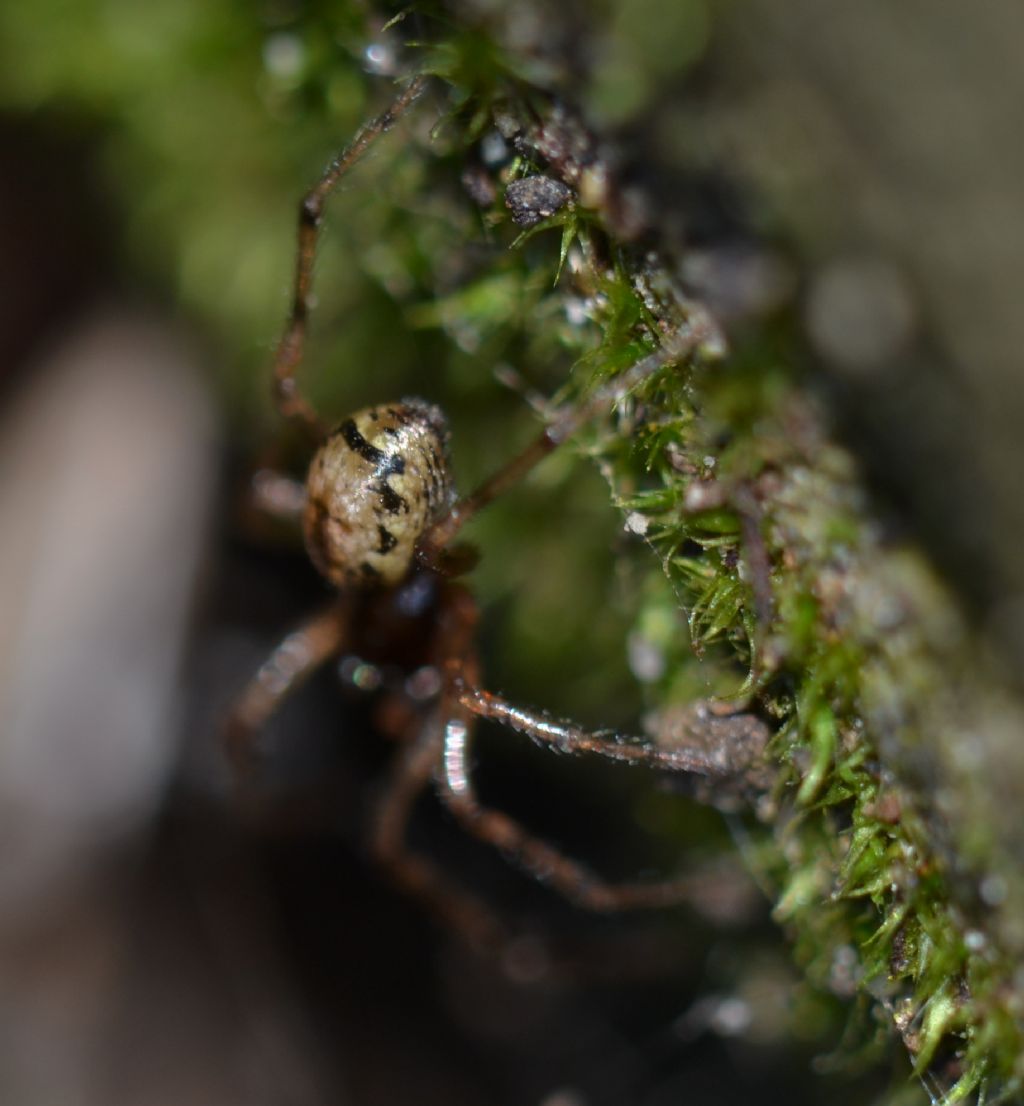 Enoplognatha cfr mandibularis maschio e femmina - Grosseto